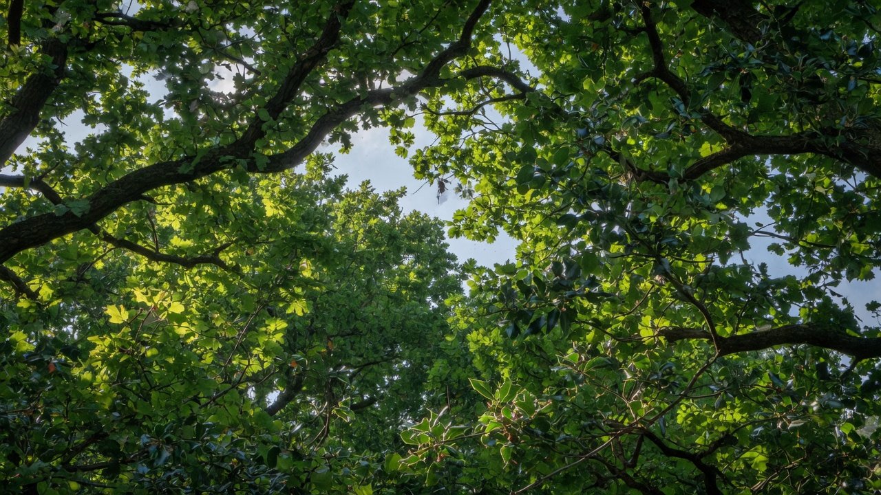 Looking up through a tree canopy